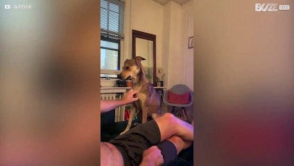 [TRANSLATE] - Dog seeks attention for more affection from owner - 1