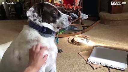 [TRANSLATE] - Dog doesn't let owner stop petting her  8