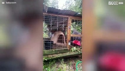 [TRANSLATE] - Hurricane Laura nearly kills dogs   6