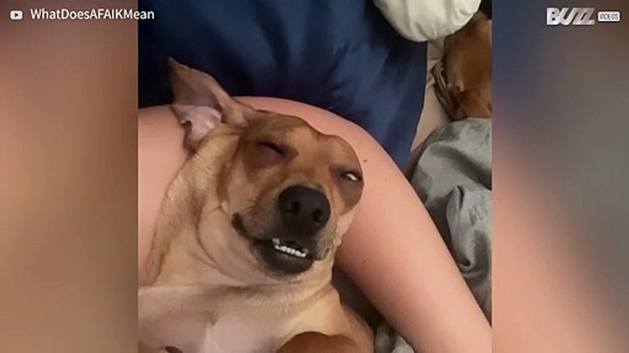 [TRANSLATE] - Dog appears possessed while dozing 1