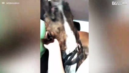 [TRANSLATE] - Dog reacts to ear being tickled with odd noises