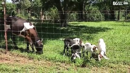 Goats get rammed by hungry calf -1