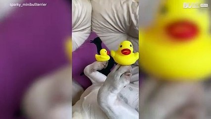 Clever dog balances rubber ducklings on paws -1