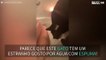 Gato invade banho de imersão da dona para beber água com espuma