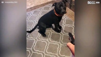 [TRANSLATE] - Water pistol sends dog delirious!  1