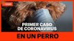 Detectado el primer CASO DE CORONAVIRUS en un PERRO