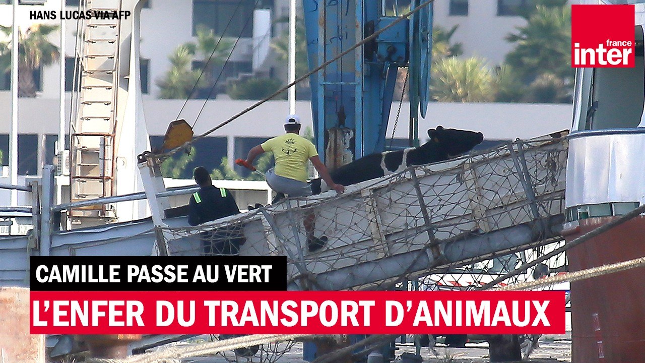 Transports d'animaux vivants : l'odyssée de l'enfer en mer