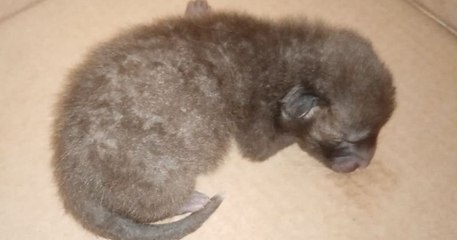 Abandonné par sa maman dans un caniveau, ce renardeau d'à peine une semaine a été sauvé de la noyade par une association