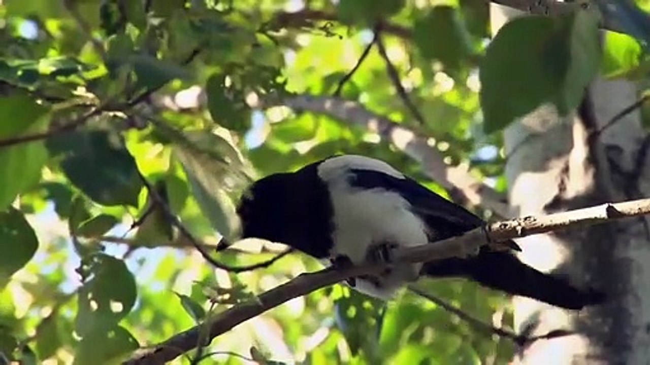 सबसे ऊँचा उड़ना है तुमको BY SANDEEP MAHESHWARI