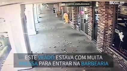 Veado quebra vidro para entrar em barbearia nos EUA