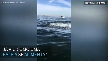 Baleia faz salto impressionante para se alimentar