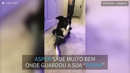 Cão de três patas vai buscar a sua "perna"