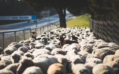 L'arrivée des 400 brebis sur le circuit du Castellet