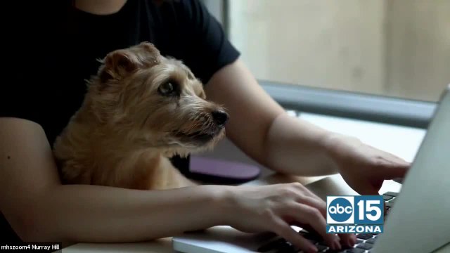 Pet Behavior Scientist at Purina, Dr. Ragen Mcgowan offers tips for your pets experiencing separation anxiety