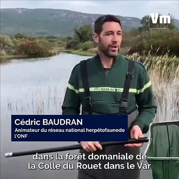 À la recherche, ans les mares temporaires, de crapauds et tortues menacés