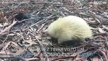 Equidna-de-focinho-curto albino filmado num parque natural
