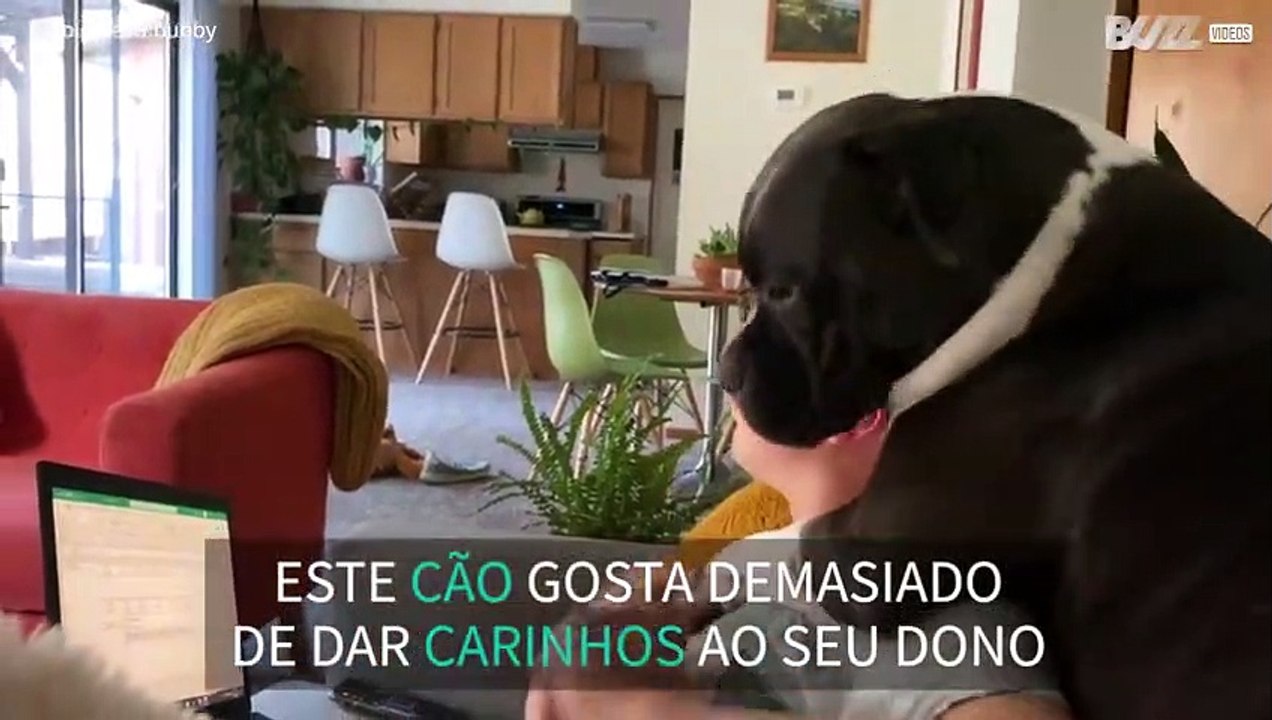 Cão não respeita espaço pessoal de ninguém