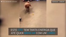 Cãozinho curioso tenta brincar com um limão