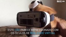 Cão experimenta óculos de realidade virtual