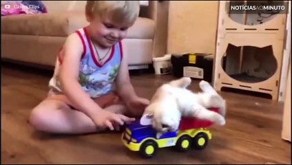 Gatos fazendo gatices: as aventuras hilariantes do mundo felino