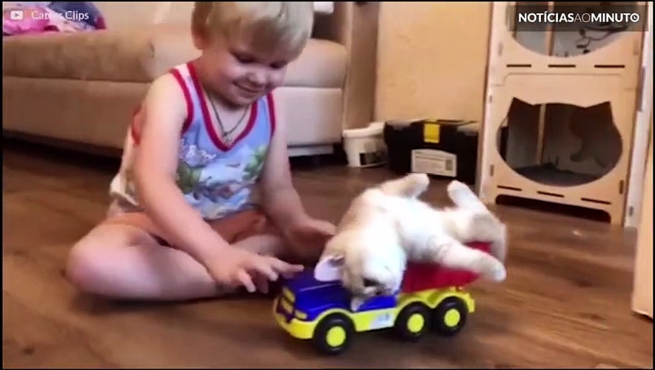 Gatos fazendo gatices: as aventuras hilariantes do mundo felino