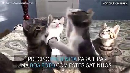 Como fotografar uma ninhada de gatinhos