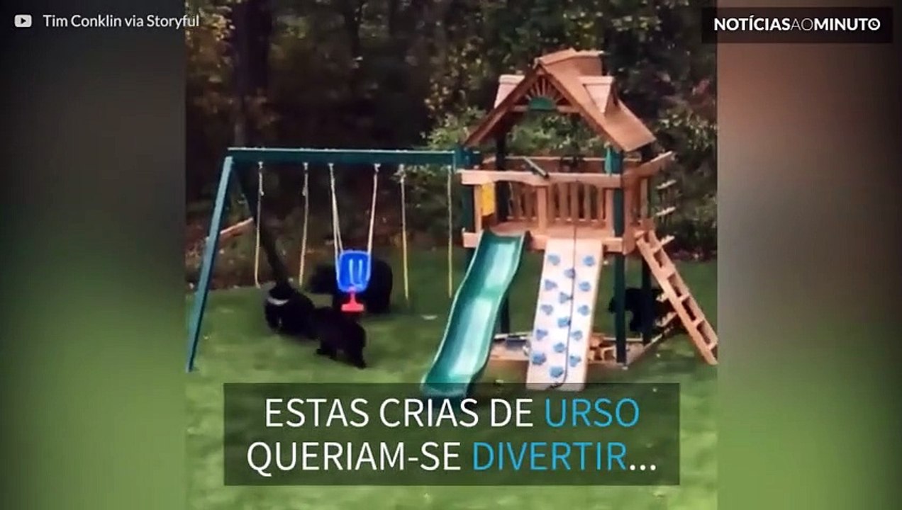 Crias de urso invadem parque infantil!