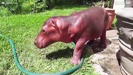 Conheça o incrível mundo dos hipopótamos