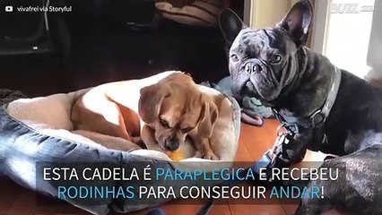 Cadela paraplégica usa rodas pela primeira vez!