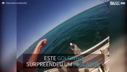 Amigável golfinho cumprimenta embarcação na Austrália