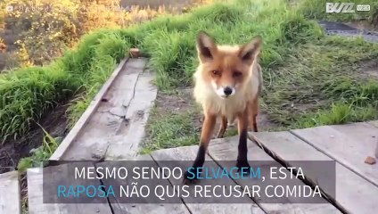 Raposa selvagem visita turistas para comer