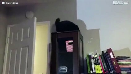 Gatinho persegue a própria cauda em cima de um armário!