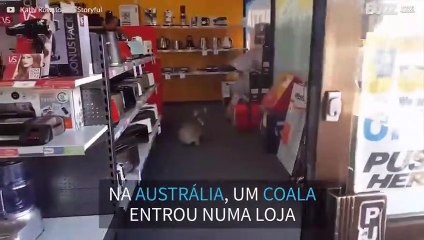 Coala entra em loja e fica confuso!