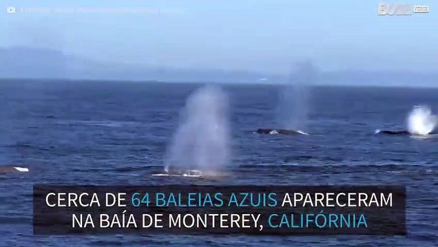 Raro número de baleias azuis avistados na Califórnia