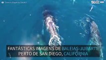 Baleias-jubarte captadas na costa da Califórnia