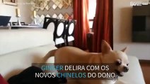 Chihuahua fica maluca com os chinelos novos do dono