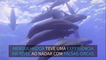 Mergulhadores nadam com um grupo de falsas-orcas