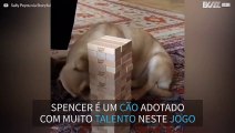 Cão adotado mostra talento inusitado em jogo de equilíbrio