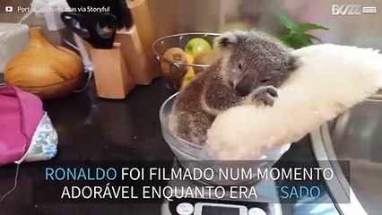 Ronaldo, o bebé coala que adora relaxar dentro de balanças
