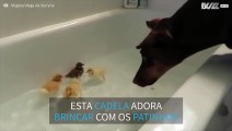 Amizade improvável entre uma cadela doberman e patinhos bebés