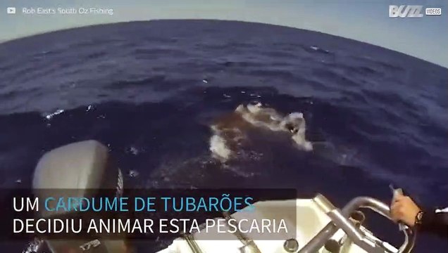 Pescadores encontram cardume de tubarões na Austrália