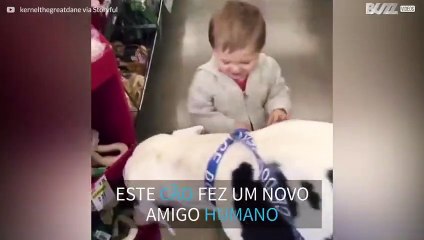 Criança e cão gigante fazem amizade