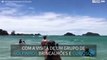 Grupo de golfinhos visita banhistas em praia na Nova Zelândia