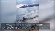 Crocodilo alimenta-se de uma garoupa morta na costa