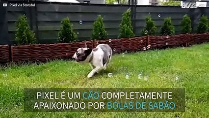 A história de amor entre um buldogue francês e bolas de sabão