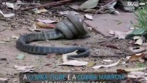 Cobras extremamente venenosas brigam entre si na Austrália