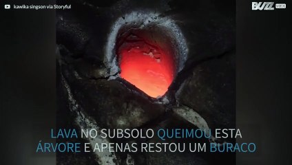 Lava queima árvore desde as raízes!