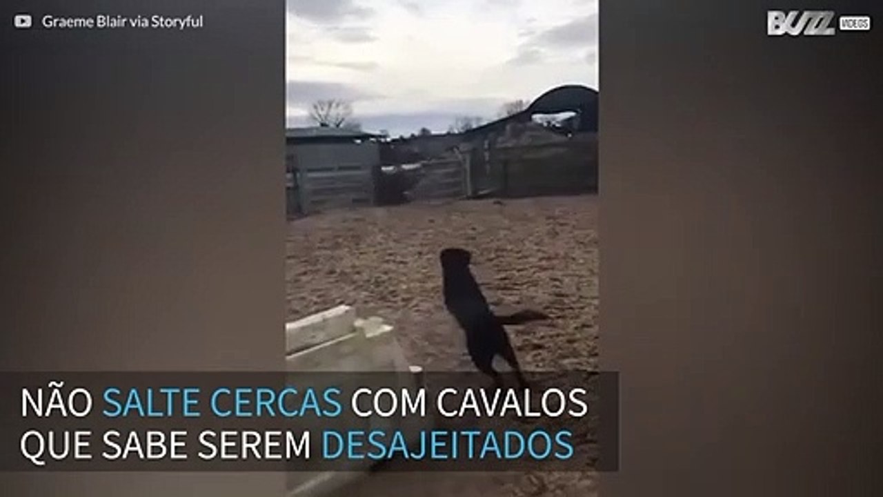 Cavalo desajeitado tenta saltar cerca, mas cai de focinho!