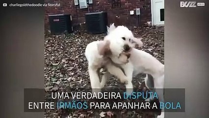 Cães chocam no ar ao tentar apanhar uma bola