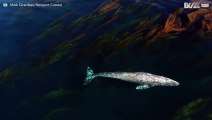 Baleia cinzenta passeia através de algas gigantes